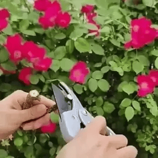 Gartenschere aus Kohlenstoffstahl mit Sicherheitsschloss und Ratschenmechanismus (Preview GIF)