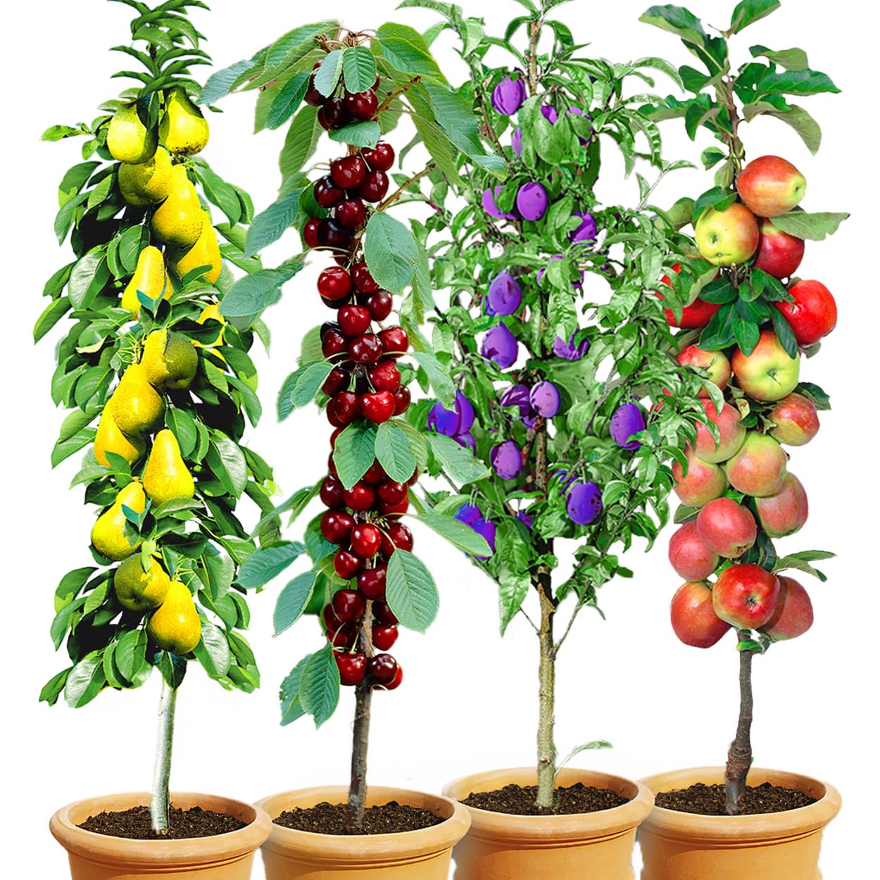 BALDUR Garten Säulen-Obst-Kollektion: Birne, Kirsche, Pflaume & Apfel | Winterhart, Platzsparend